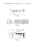 CATHEPSIN L MEDIATED DISEASES AND ASSOCIATED METHODS AND PRODUCTS diagram and image