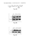 CATHEPSIN L MEDIATED DISEASES AND ASSOCIATED METHODS AND PRODUCTS diagram and image