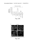 CATHEPSIN L MEDIATED DISEASES AND ASSOCIATED METHODS AND PRODUCTS diagram and image