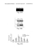 CATHEPSIN L MEDIATED DISEASES AND ASSOCIATED METHODS AND PRODUCTS diagram and image