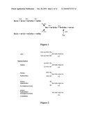 VARIABLE ANTIBODIES diagram and image