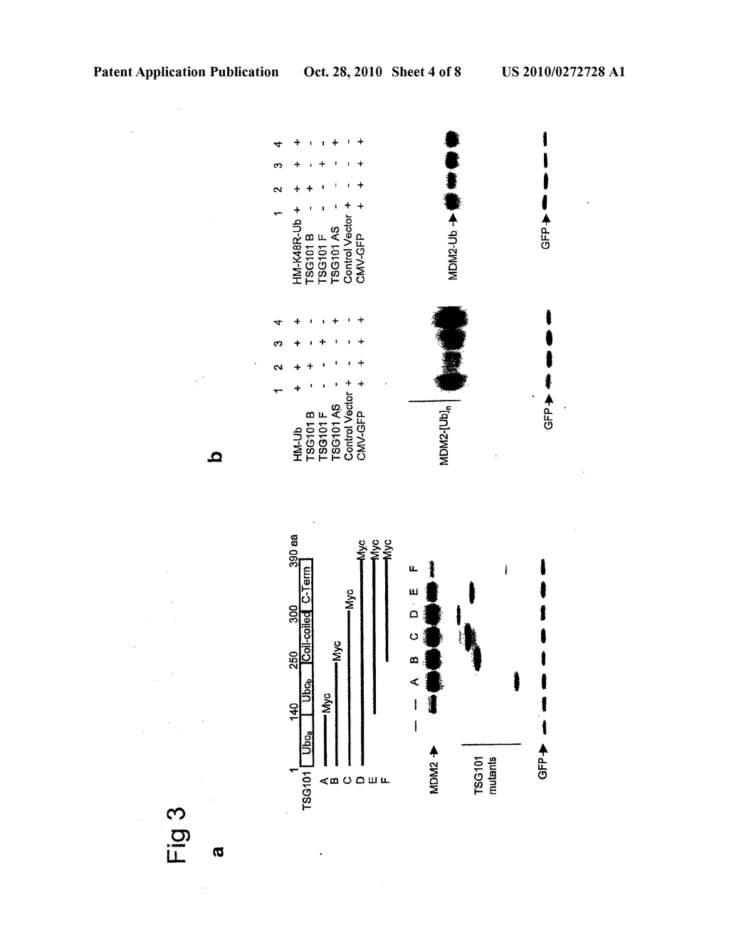 MAMMALIAN TUMOR SUSCEPTIBILITY GENE PRODUCTS AND THEIR USES - diagram, schematic, and image 05