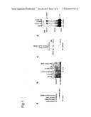 MAMMALIAN TUMOR SUSCEPTIBILITY GENE PRODUCTS AND THEIR USES diagram and image