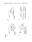 MAMMALIAN TUMOR SUSCEPTIBILITY GENE PRODUCTS AND THEIR USES diagram and image