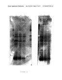 GRAM POSITIVE BACTERIA PREPARATIONS FOR THE TREATMENT OF DISEASES COMPRISING AN IMMUNE DYSREGULATION diagram and image