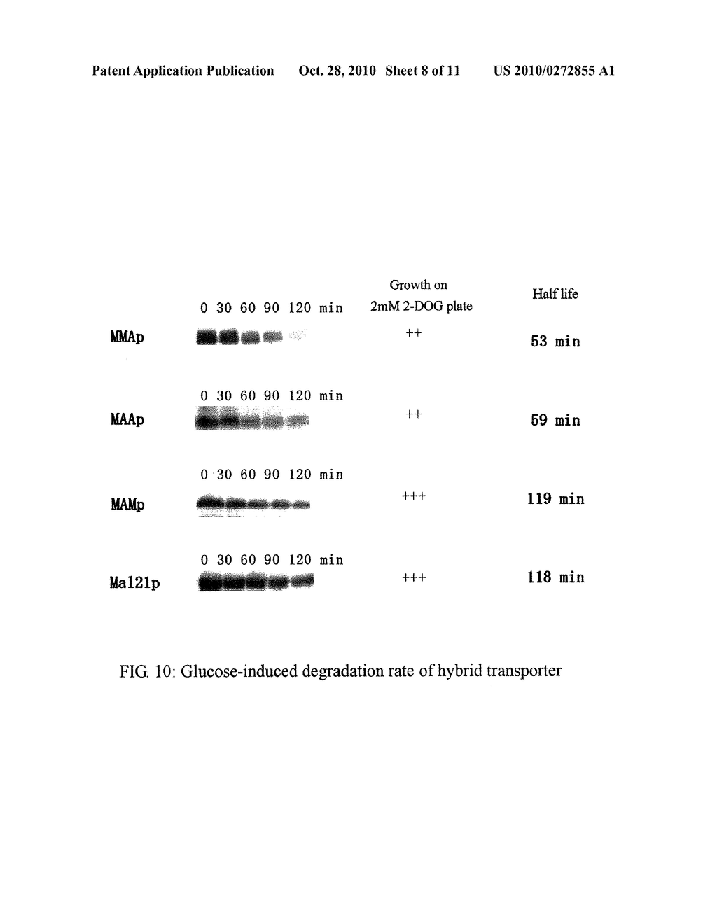 HYBRID ALPHA-GLUCOSIDE TRANSPORTER - diagram, schematic, and image 09