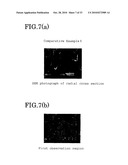 ELASTOMER POROUS MATERIAL AND METHOD OF PRODUCING THE SAME diagram and image