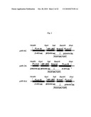 SINGLE MOLECULE-FORMAT BIOLUMINESCENT PROBE diagram and image