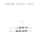 SINGLE MOLECULE-FORMAT BIOLUMINESCENT PROBE diagram and image