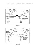 SPLIT MUTANT HYDROLASE FUSION REPORTER AND USES THEREOF diagram and image