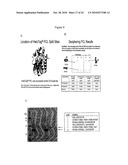 SPLIT MUTANT HYDROLASE FUSION REPORTER AND USES THEREOF diagram and image