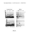 SPLIT MUTANT HYDROLASE FUSION REPORTER AND USES THEREOF diagram and image