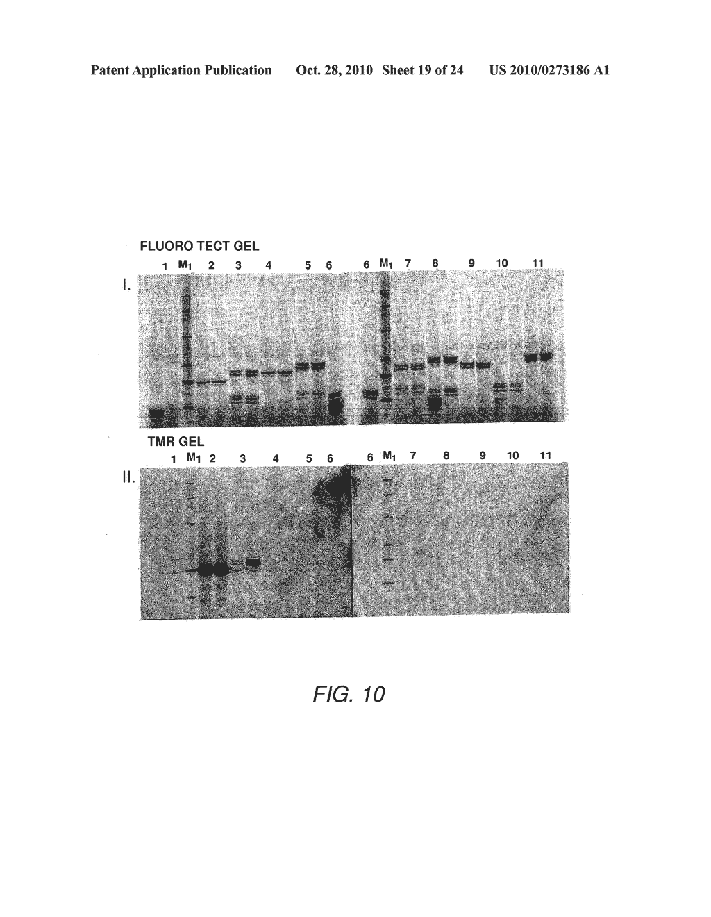 SPLIT MUTANT HYDROLASE FUSION REPORTER AND USES THEREOF - diagram, schematic, and image 20