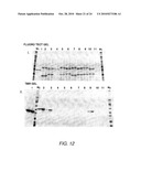 SPLIT MUTANT HYDROLASE FUSION REPORTER AND USES THEREOF diagram and image