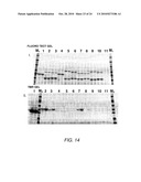 SPLIT MUTANT HYDROLASE FUSION REPORTER AND USES THEREOF diagram and image