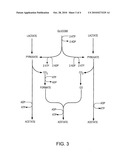 PROCESS FOR PRODUCING ETHANOL diagram and image