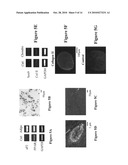 Multipotent mesenchymal stem cells from human hair follicles diagram and image