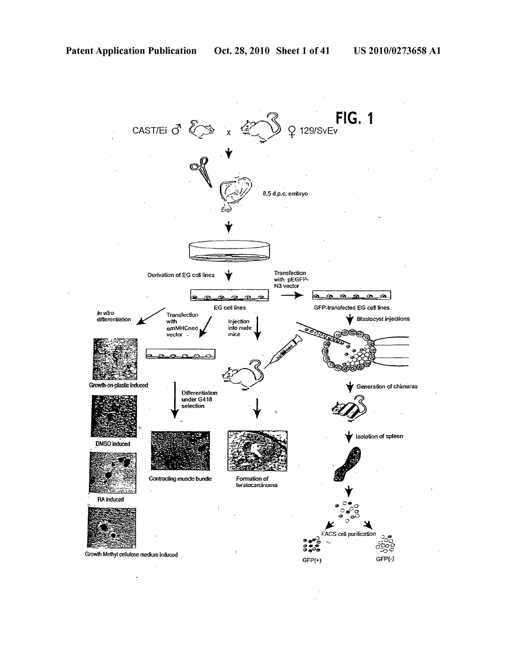 Methods for Assaying Gene Imprinting and Methylated CpG Islands - diagram, schematic, and image 02