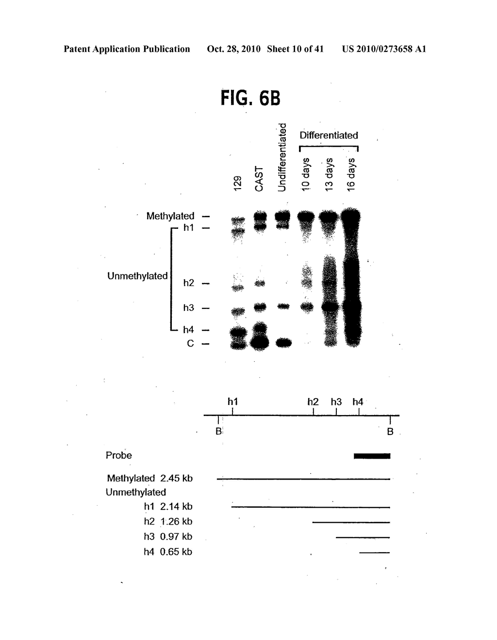 Methods for Assaying Gene Imprinting and Methylated CpG Islands - diagram, schematic, and image 11