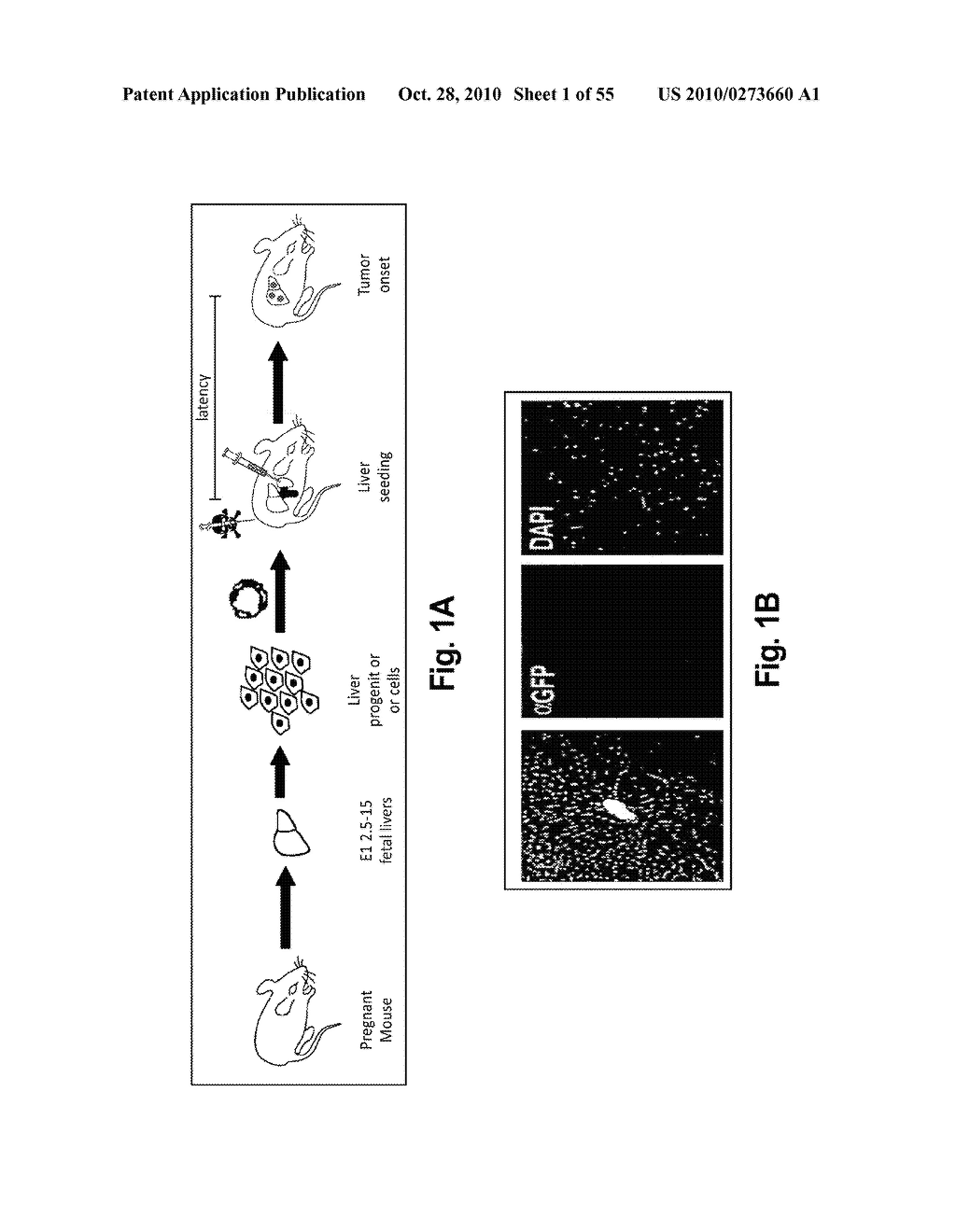 ONCOGENOMICS-BASED RNAi SCREEN AND USE THEREOF TO IDENTIFY NOVEL TUMOR SUPPRESSORS - diagram, schematic, and image 02