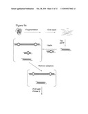 Method of preparing libraries of template polynucleotides diagram and image