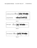 METHOD FOR SELECTING A PEPTIDE OR POLYPEPTIDE WHICH BINDS TO A TARGET diagram and image