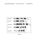 METHOD FOR SELECTING A PEPTIDE OR POLYPEPTIDE WHICH BINDS TO A TARGET diagram and image