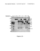 METHOD FOR SELECTING A PEPTIDE OR POLYPEPTIDE WHICH BINDS TO A TARGET diagram and image