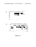 METHOD FOR SELECTING A PEPTIDE OR POLYPEPTIDE WHICH BINDS TO A TARGET diagram and image