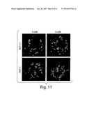 METHODS OF MODULATING CELLULAR HOMEOSTATIC PATHWAYS AND CELLULAR SURVIVAL diagram and image