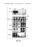 METHODS OF MODULATING CELLULAR HOMEOSTATIC PATHWAYS AND CELLULAR SURVIVAL diagram and image