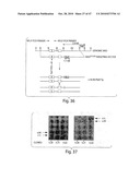 METHODS OF MODULATING CELLULAR HOMEOSTATIC PATHWAYS AND CELLULAR SURVIVAL diagram and image