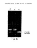 METHODS OF MODULATING CELLULAR HOMEOSTATIC PATHWAYS AND CELLULAR SURVIVAL diagram and image