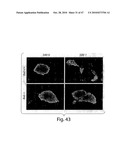 METHODS OF MODULATING CELLULAR HOMEOSTATIC PATHWAYS AND CELLULAR SURVIVAL diagram and image