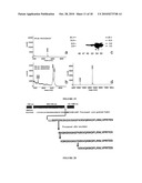 ANTIMICROBIAL THERAPY diagram and image