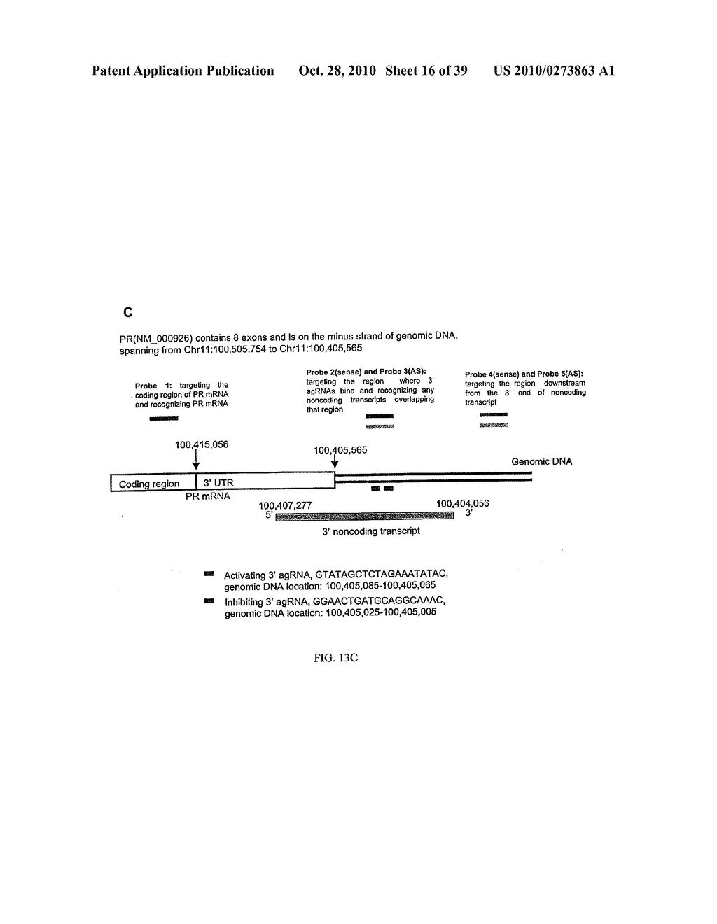 Modulation of Gene Expression Using Oligomers That Target Gene Regions Downstream of 3' Untranslated Regions - diagram, schematic, and image 17