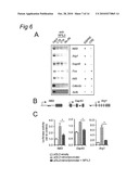 Polypeptides involved in neuronal regeneration-associated gene expression diagram and image