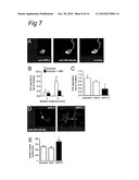 Polypeptides involved in neuronal regeneration-associated gene expression diagram and image