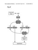 Polypeptides involved in neuronal regeneration-associated gene expression diagram and image