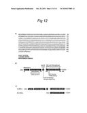 Polypeptides involved in neuronal regeneration-associated gene expression diagram and image