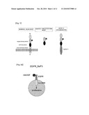 ANTI-CANCER AGENT COMPRISING ANTI-HB-EGF ANTIBODY AS ACTIVE INGREDIENT diagram and image