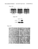 Notch-based fusion proteins and uses thereof diagram and image