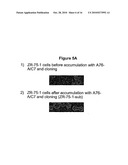 METHOD FOR THE PRODUCTION OF AN IMMUNOSTIMULATING MUCIN (MUC1) diagram and image