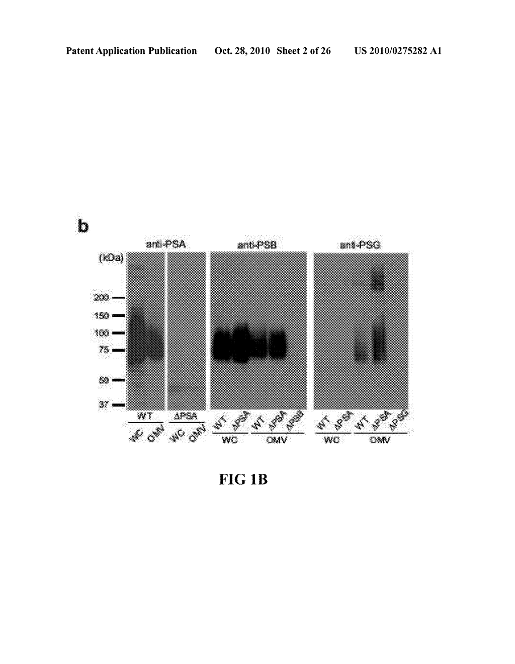 METHODS AND SYSTEMS FOR IDENTIFYING IMMUNOMODULATORY SUBSTANCES - diagram, schematic, and image 03