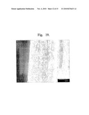 ENHANCEMENT OF THE STRUCTURE AND PROPERTIES OF CARBON NANOTUBE FIBRES AND FILMS diagram and image