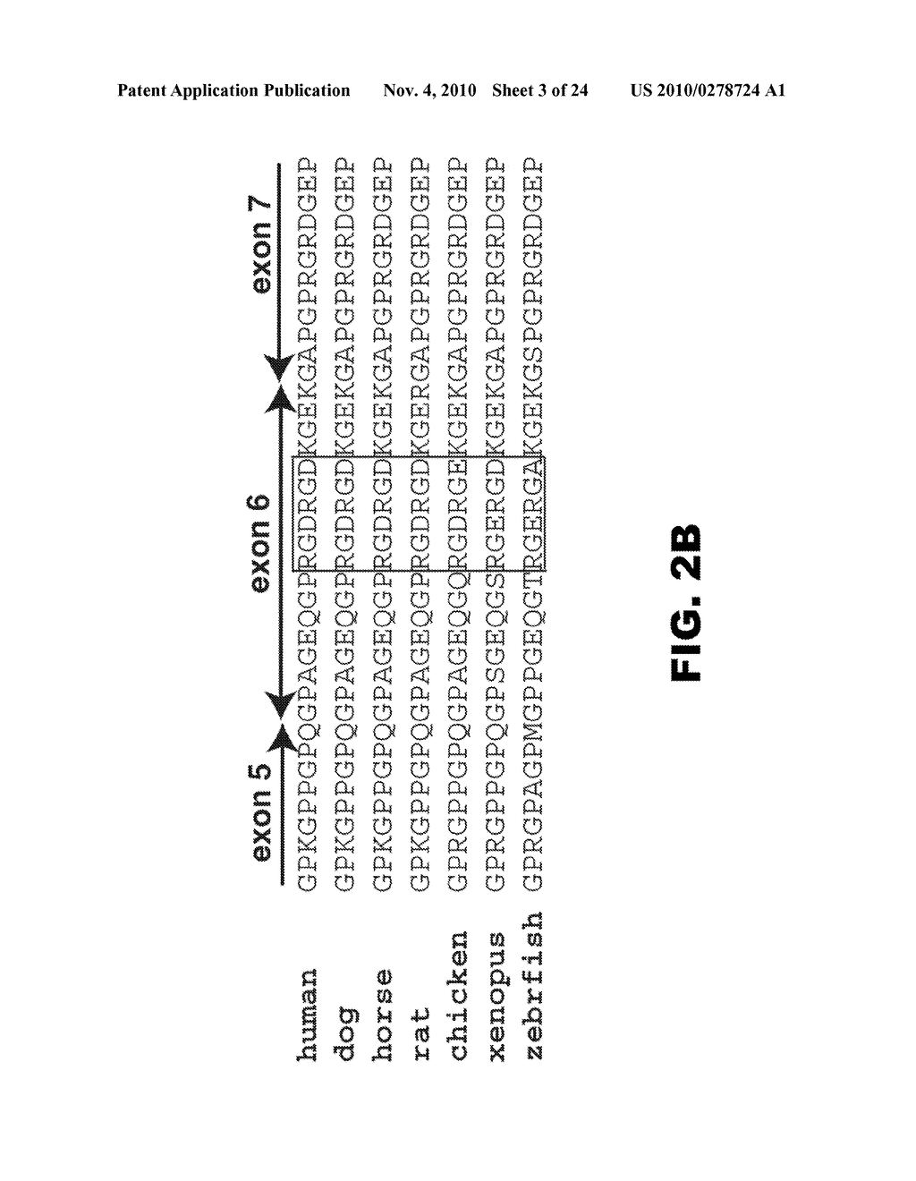 INHIBITION OF MIGRATION AND INDUCTION OF CELL DEATH BY THE TYPE II COLLAGEN AMINO PROPEPTIDES - diagram, schematic, and image 04