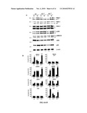 METHODS FOR TREATMENT AND PREVENTION OF TAUOPATHIES AND AMYLOID BETA AMYLOIDOSIS BY MODULATING CRF RECEPTOR SIGNALING diagram and image