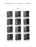 DIFFERENTIATION OF RAT LIVER EPITHELIAL CELLS INTO HEPATOCYTE-LIKE CELLS diagram and image