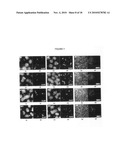 DIFFERENTIATION OF RAT LIVER EPITHELIAL CELLS INTO HEPATOCYTE-LIKE CELLS diagram and image