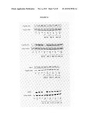 DIFFERENTIATION OF RAT LIVER EPITHELIAL CELLS INTO HEPATOCYTE-LIKE CELLS diagram and image